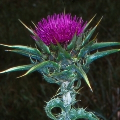 Silybum marianum at undefined - 11 Nov 1998 12:00 AM