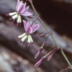 Arthropodium milleflorum (Vanilla Lily) at Tuross, NSW - 10 Jan 1999 by BettyDonWood