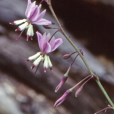 Arthropodium milleflorum (Vanilla Lily) at Wadbilliga National Park - 9 Jan 1999 by BettyDonWood