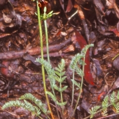 Oreomyrrhis eriopoda (Australian Carraway) at Tuross, NSW - 10 Jan 1999 by BettyDonWood