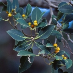 Ficus obliqua (Small-leaved Fig) at Central Tilba, NSW - 4 May 1998 by BettyDonWood