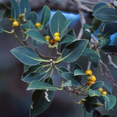 Ficus obliqua (Small-leaved Fig) at Central Tilba, NSW - 3 May 1998 by BettyDonWood