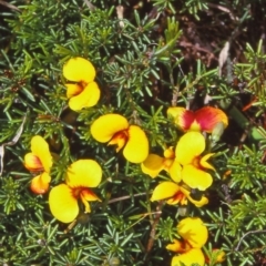 Dillwynia prostrata (Matted Parrot-pea) at Tuross, NSW - 29 Dec 1999 by BettyDonWood