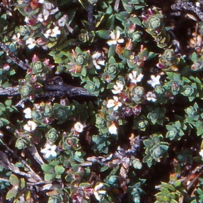 Leucopogon attenuatus (Small-leaved Beard Heath) at Tuross, NSW - 24 Oct 1998 by BettyDonWood