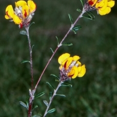 Pultenaea capitellata (Hard-head Bush-pea) at Tuross, NSW - 25 Nov 1998 by BettyDonWood