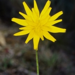 Microseris lanceolata (Yam Daisy) at Tuross, NSW - 26 Jan 2002 by BettyDonWood