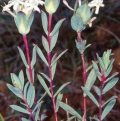 Pimelea glauca (Smooth Rice Flower) at Tuross, NSW - 26 Jan 2002 by BettyDonWood