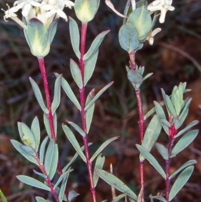 Pimelea glauca (Smooth Rice Flower) at Tuross, NSW - 26 Jan 2002 by BettyDonWood