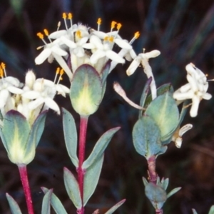 Pimelea glauca at Tuross, NSW - 26 Jan 2002 12:00 AM