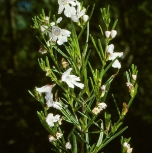 Prostanthera nivea var. nivea at undefined - 22 Oct 1997