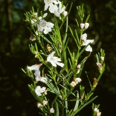 Prostanthera nivea var. nivea (Snowy Mint-bush) at Undefined - 21 Oct 1997 by BettyDonWood