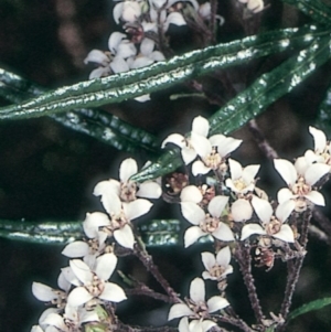 Zieria tuberculata at undefined - 22 Oct 1997