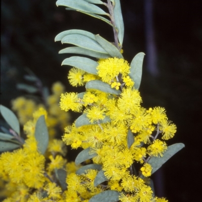 Acacia kybeanensis (Kybean Wattle) at Tuross, NSW - 18 Sep 1998 by BettyDonWood