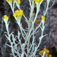 Chrysocephalum semipapposum (Clustered Everlasting) at Tuross, NSW - 5 Mar 1998 by BettyDonWood