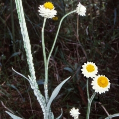 Ammobium alatum (Winged Everlasting) at Wandella State Forest - 12 Jan 1998 by BettyDonWood