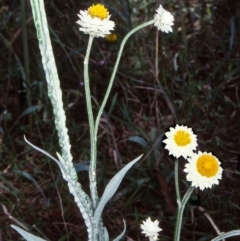 Ammobium alatum (Winged Everlasting) at Wandella State Forest - 13 Jan 1998 by BettyDonWood