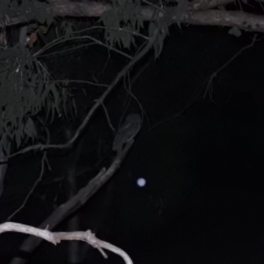 Podargus strigoides (Tawny Frogmouth) at Wanniassa Hill - 1 Dec 2018 by YumiCallaway