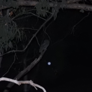 Podargus strigoides at Fadden, ACT - 1 Dec 2018