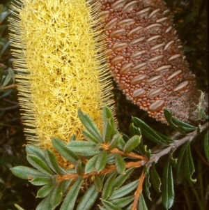 Banksia canei at Wadbilliga, NSW - 11 Feb 1998