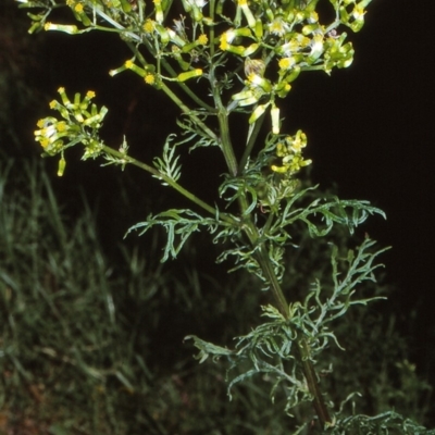 Senecio bipinnatisectus at Yowrie, NSW - 13 Jan 1998 by BettyDonWood