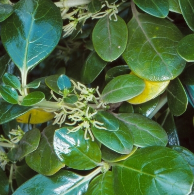 Coprosma repens (Mirror Bush) at Akolele, NSW - 25 Sep 1998 by BettyDonWood