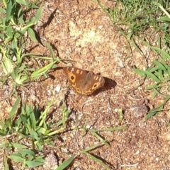 Junonia villida (Meadow Argus) at Aranda Bushland - 22 Dec 2018 by KMcCue