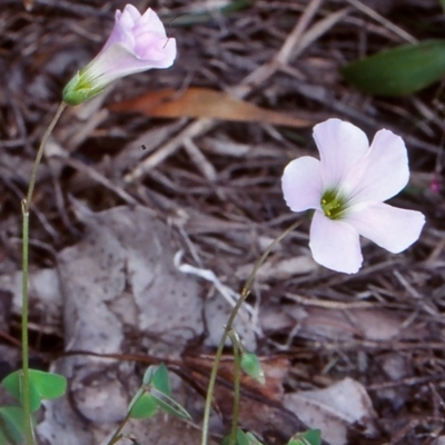 Oxalis incarnata (Pale Wood-sorrel) at Akolele, NSW - 25 Sep 1998 by BettyDonWood