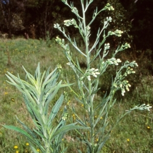 Erigeron sumatrensis at undefined - 13 Jan 1998