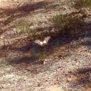 Papilio anactus at Aranda, ACT - 23 Dec 2018