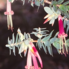 Styphelia psiloclada at Kybeyan, NSW - 4 Jan 1999 by BettyDonWood