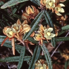 Lasiopetalum ferrugineum var. ferrugineum (Rusty Velvet-bush) at Wallaga Lake, NSW - 26 Sep 1998 by BettyDonWood