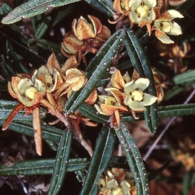 Lasiopetalum ferrugineum var. ferrugineum (Rusty Velvet-bush) at Wallaga Lake, NSW - 25 Sep 1998 by BettyDonWood