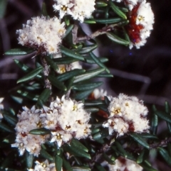 Spyridium scortechinii (Pepper And Salt) at Wallaga Lake, NSW - 26 Sep 1998 by BettyDonWood