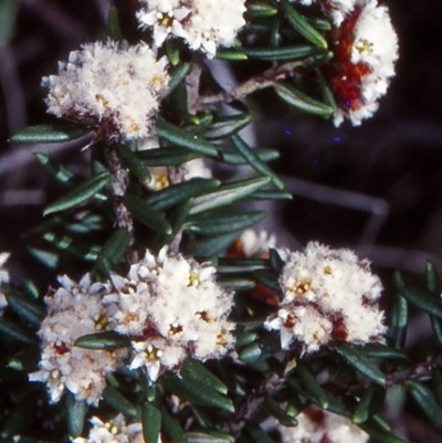 Spyridium scortechinii (Pepper And Salt) at Wallaga Lake, NSW - 25 Sep 1998 by BettyDonWood