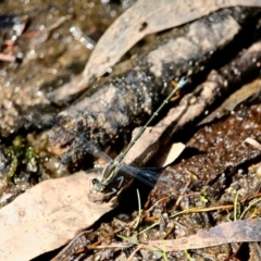 Unidentified Damselfly (Zygoptera) at Yellow Pinch, NSW - 11 Nov 2018 by RossMannell