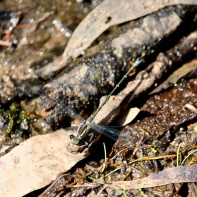 Austroargiolestes icteromelas (Common Flatwing) at Yellow Pinch, NSW - 11 Nov 2018 by RossMannell