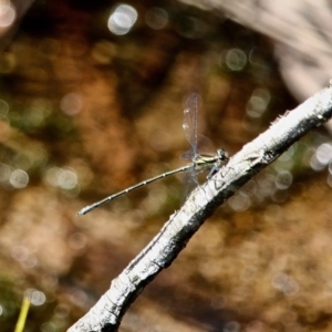 Austroargiolestes icteromelas at Yellow Pinch, NSW - 11 Nov 2018 03:19 PM