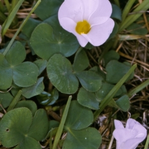 Oxalis purpurea at Wallaga Lake, NSW - 8 Sep 1997 12:00 AM