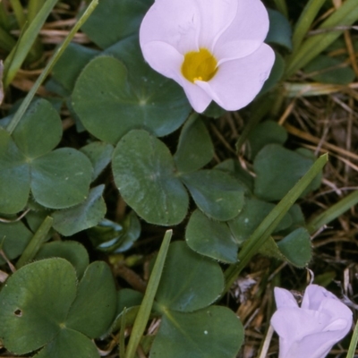 Oxalis purpurea (Large-flower Wood-sorrel) at Wallaga Lake, NSW - 8 Sep 1997 by BettyDonWood