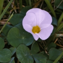 Oxalis purpurea at Wallaga Lake, NSW - 8 Sep 1997 12:00 AM