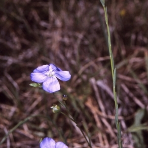 Linum marginale at Wallaga Lake, NSW - 14 Oct 1997 12:00 AM