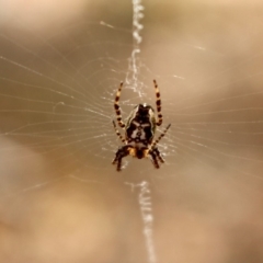 Plebs eburnus (Eastern bush orb-weaver) at Bournda Nature Reserve - 11 Nov 2018 by RossMannell