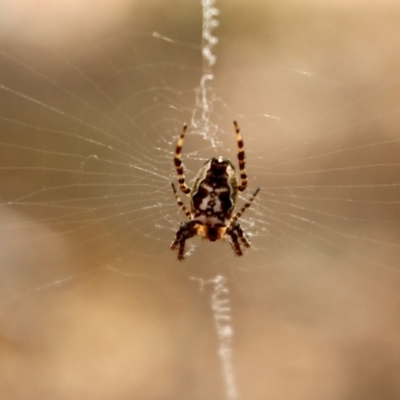 Plebs eburnus (Eastern bush orb-weaver) at Bournda Nature Reserve - 11 Nov 2018 by RossMannell