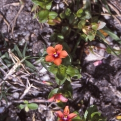 Lysimachia arvensis (Scarlet Pimpernel) at Wallaga Lake, NSW - 14 Oct 1997 by BettyDonWood