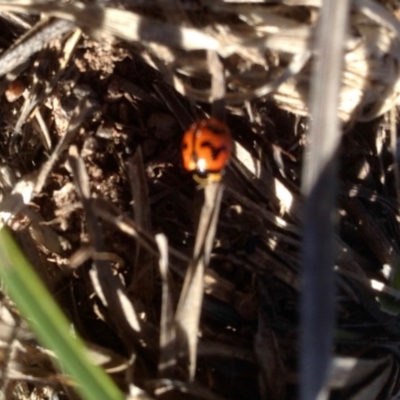 Coccinella transversalis (Transverse Ladybird) at Aranda Bushland - 22 Dec 2018 by KMcCue