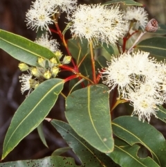 Angophora floribunda (Apple, Rough-barked Apple) at Wallaga Lake, NSW - 6 Jan 1999 by BettyDonWood