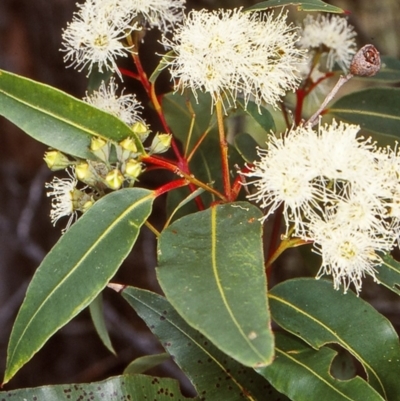 Angophora floribunda (Apple, Rough-barked Apple) at Wallaga Lake, NSW - 6 Jan 1999 by BettyDonWood