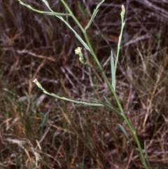 Symphyotrichum subulatum (Wild Aster, Bushy Starwort) at Bermagui State Forest - 25 Jan 1998 by BettyDonWood