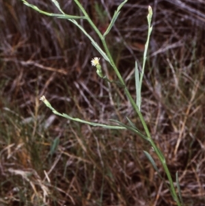 Symphyotrichum subulatum at Bermagui State Forest - 26 Jan 1998