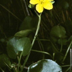 Ornduffia reniformis (Running Marsh-flower) at Bermagui, NSW - 26 Dec 1997 by BettyDonWood